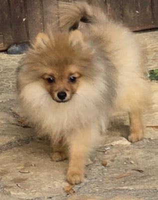 Les chiots de Spitz allemand