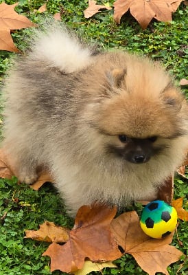 Les chiots de Spitz allemand