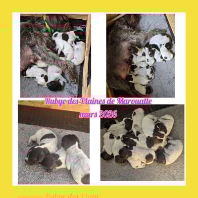 Les chiots de Griffon d'arrêt à poil dur Korthals