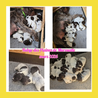 Les chiots de Griffon d'arrêt à poil dur Korthals