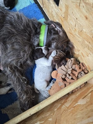 Les chiots de Griffon d'arrêt à poil dur Korthals