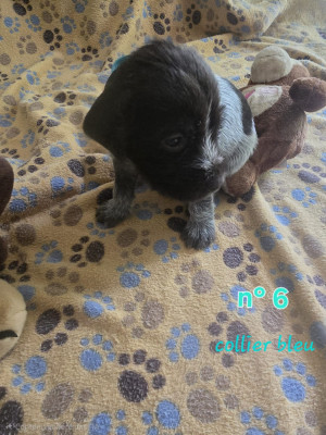 Les chiots de Griffon d'arrêt à poil dur Korthals