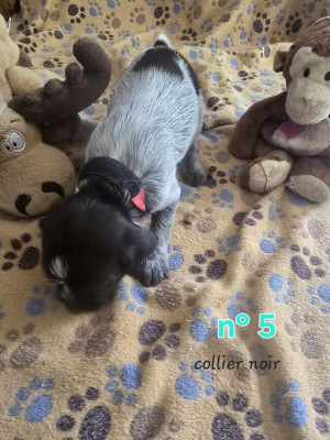 Les chiots de Griffon d'arrêt à poil dur Korthals