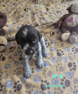 Les chiots de Griffon d'arrêt à poil dur Korthals