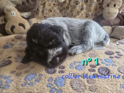 Les chiots de Griffon d'arrêt à poil dur Korthals