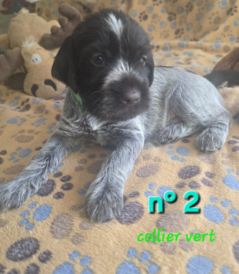 Les chiots de Griffon d'arrêt à poil dur Korthals