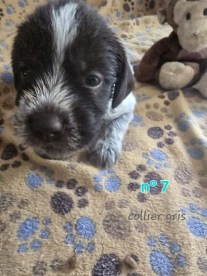 Les chiots de Griffon d'arrêt à poil dur Korthals