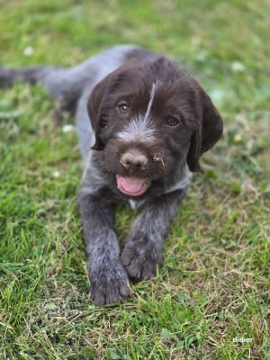 Les chiots de Griffon d'arrêt à poil dur Korthals