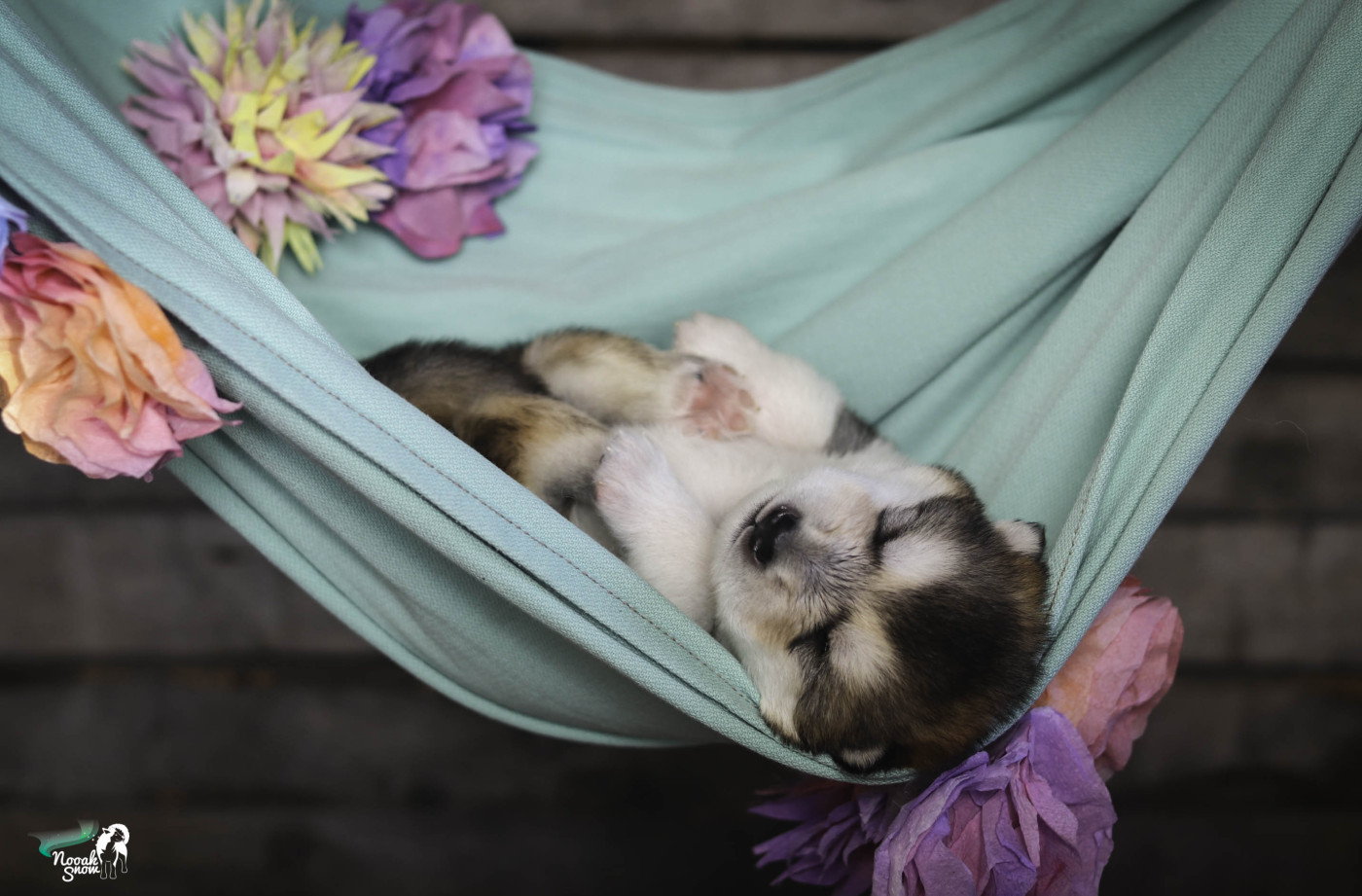 Qikturiaq - Alaskan Malamute