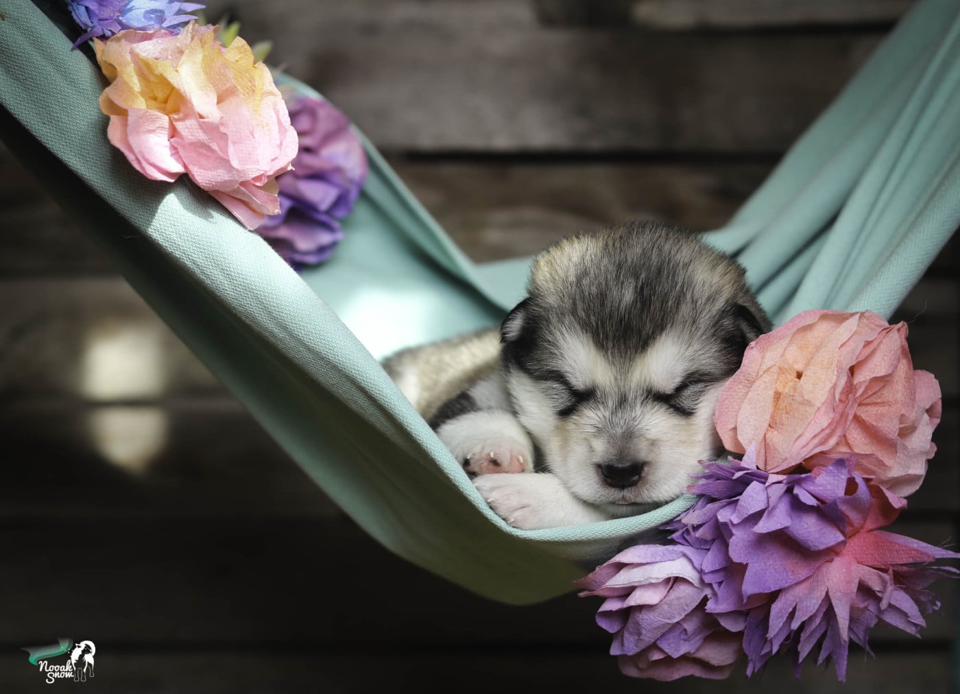 Kupiak - Alaskan Malamute