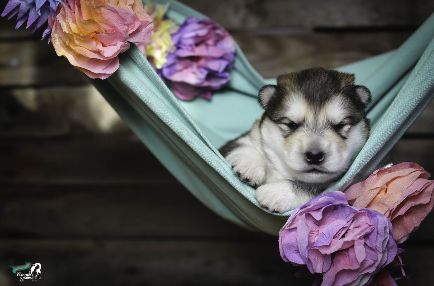 Kimi - Alaskan Malamute