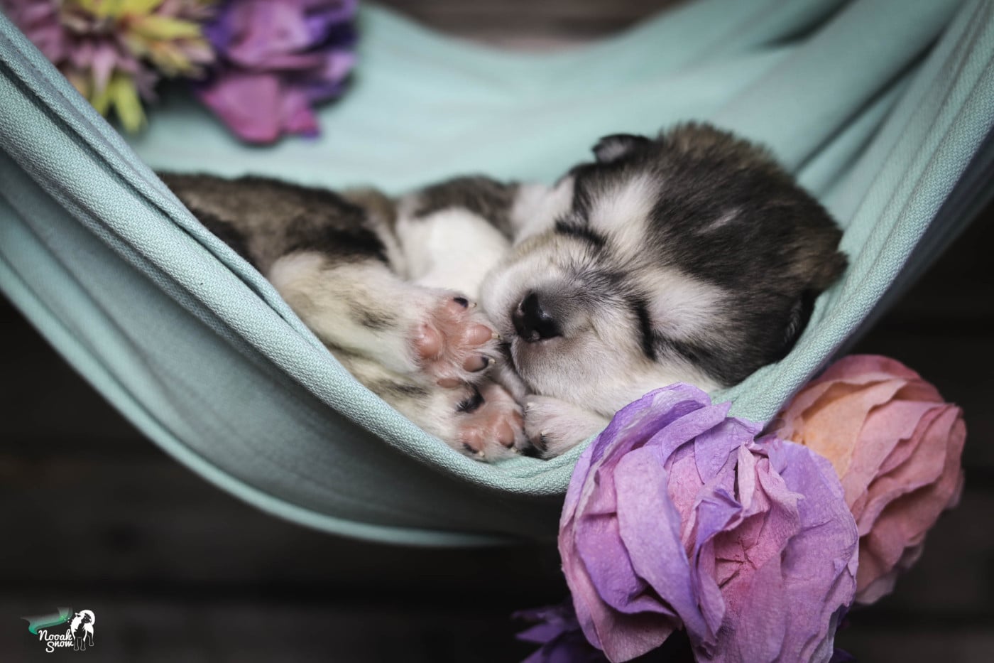 Kocoum - Alaskan Malamute