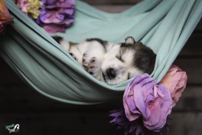 Les chiots de Alaskan Malamute