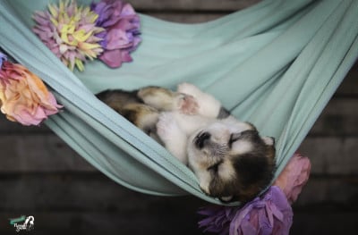 Les chiots de Alaskan Malamute