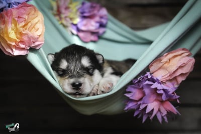 Les chiots de Alaskan Malamute