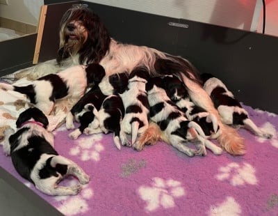 Les chiots de Schapendoes