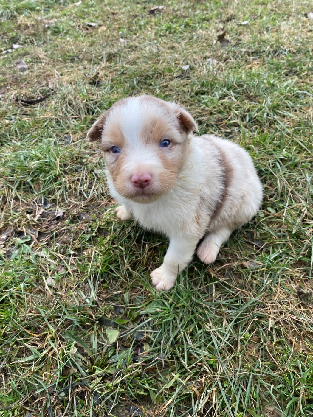 CHIOT 6 - Berger Australien