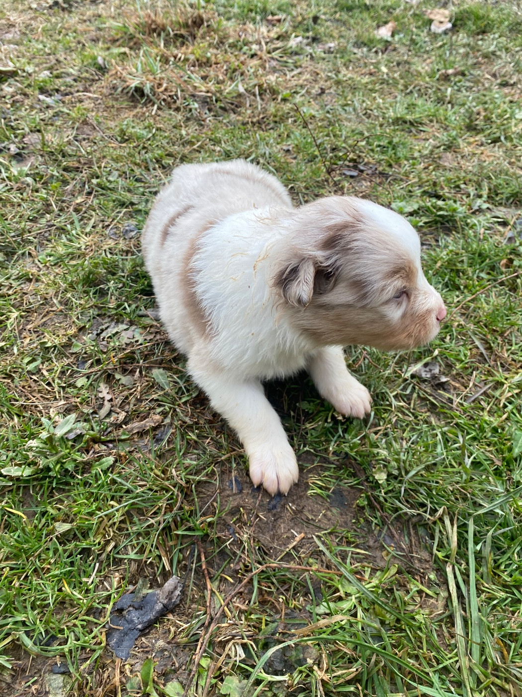 CHIOT 7 - Berger Australien