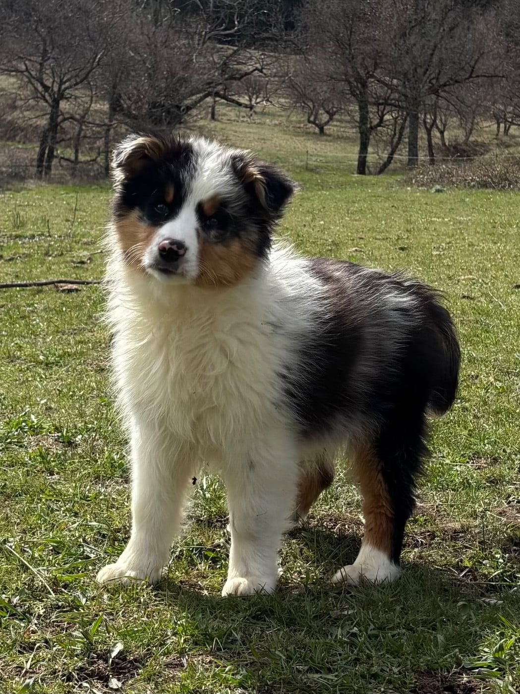 Berger Australien - De L'Hubac De Lange