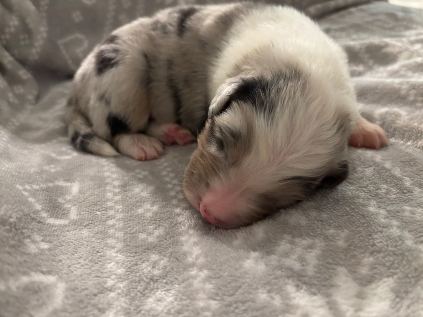 CHIOT 1