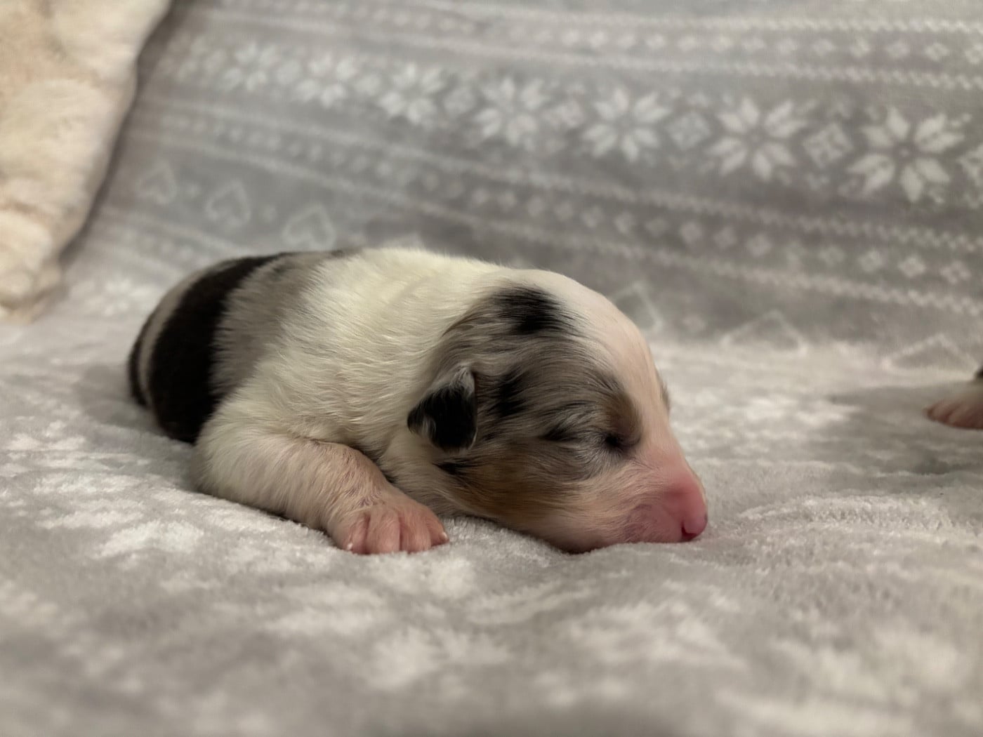 CHIOT 2