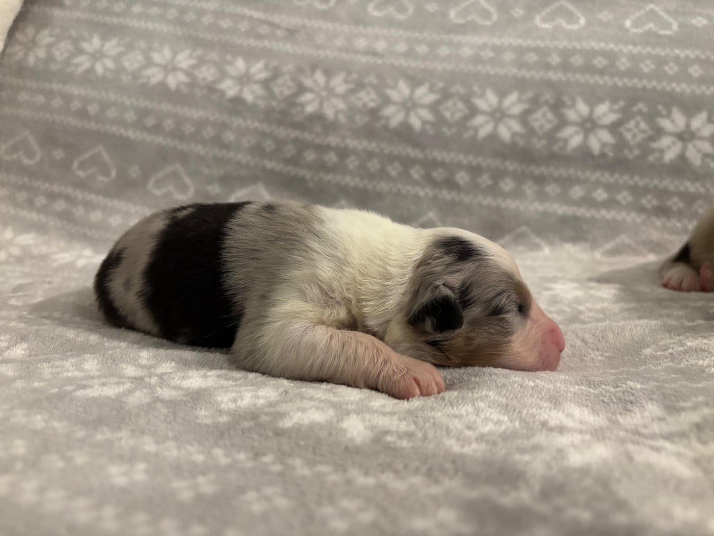 CHIOT 2