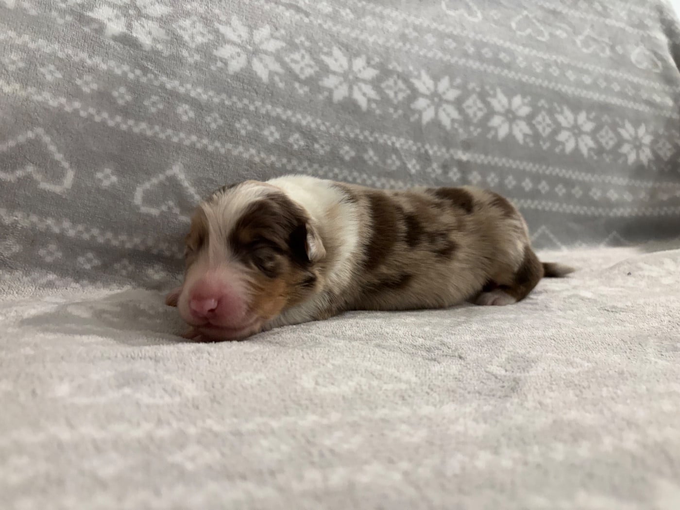 CHIOT 3