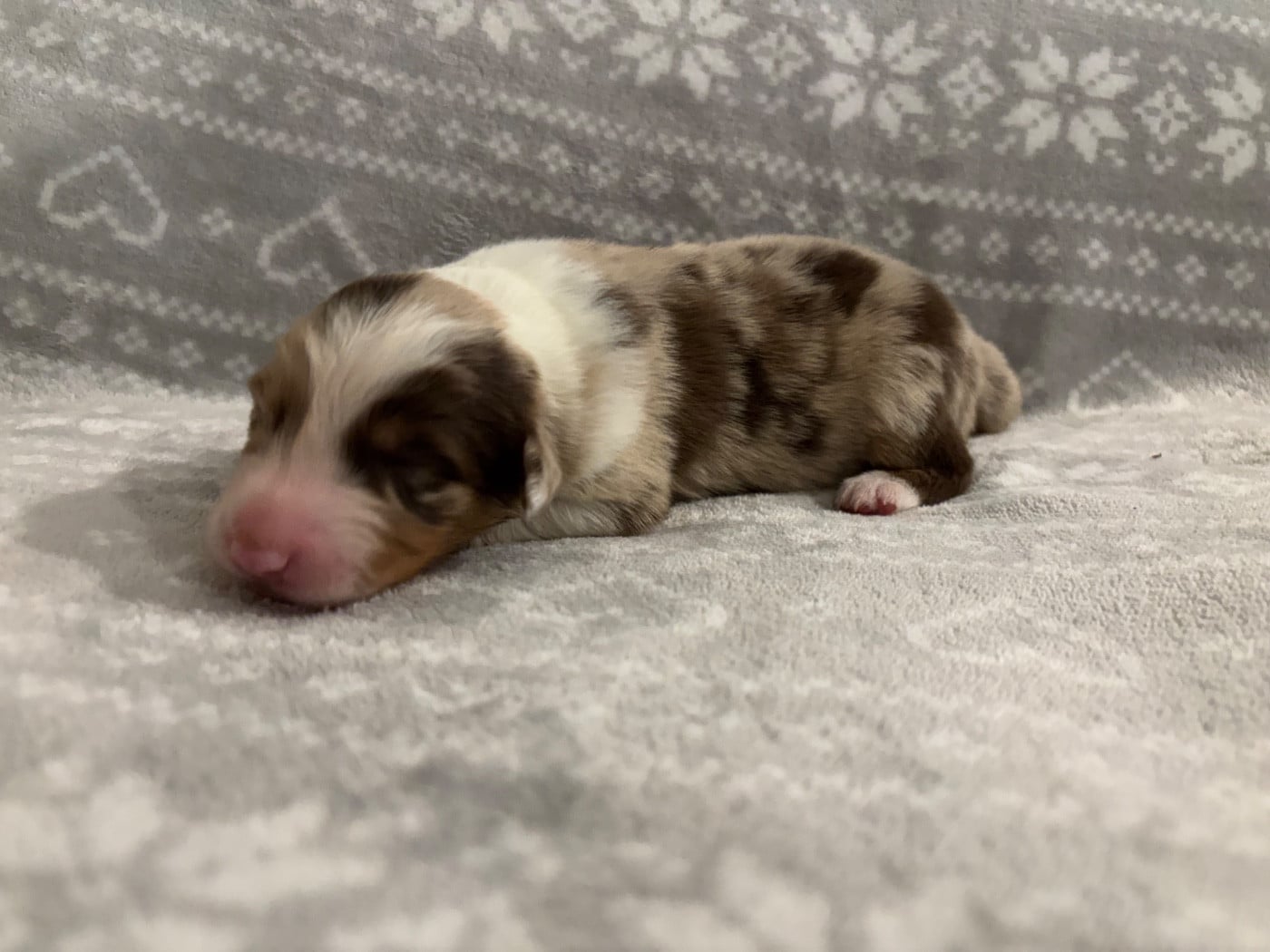 CHIOT 3