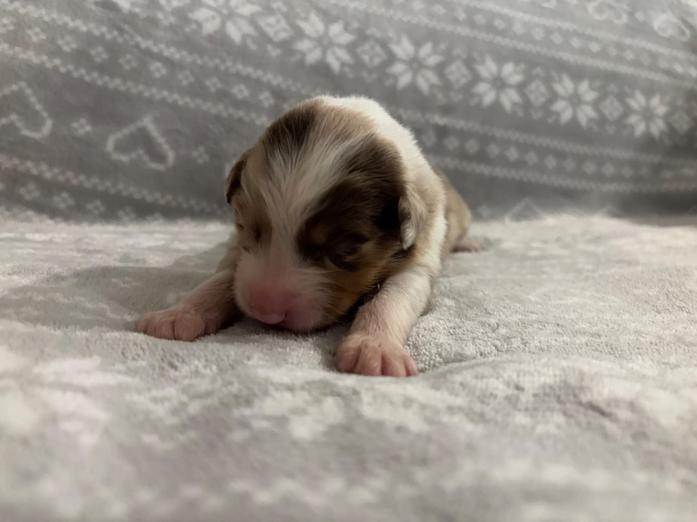 CHIOT 3