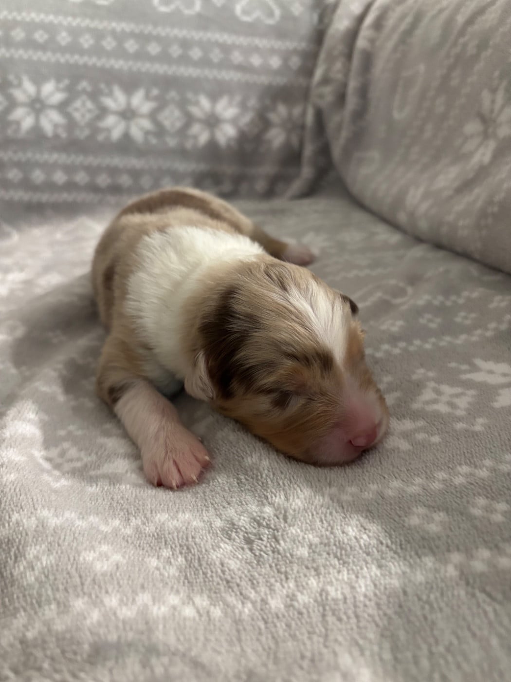 CHIOT 4