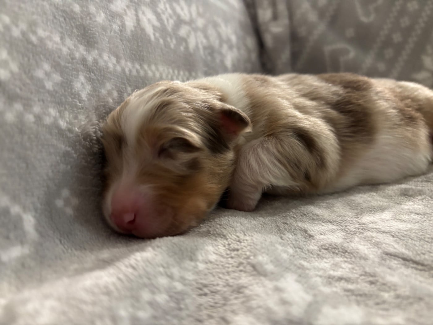 CHIOT 4