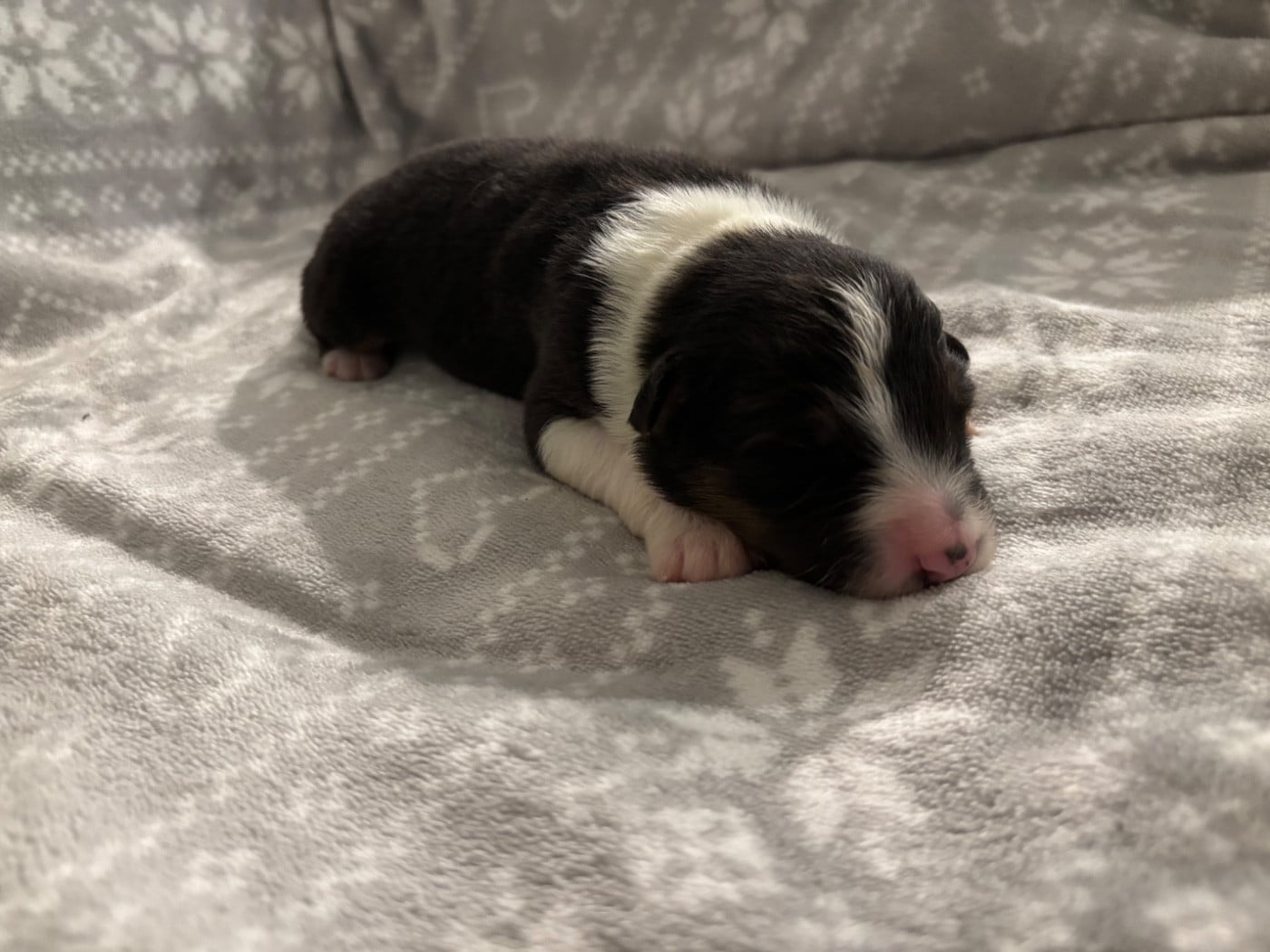 CHIOT 5