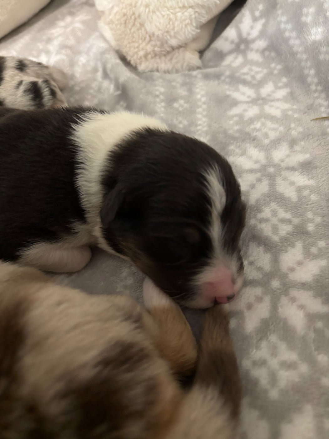 CHIOT 5