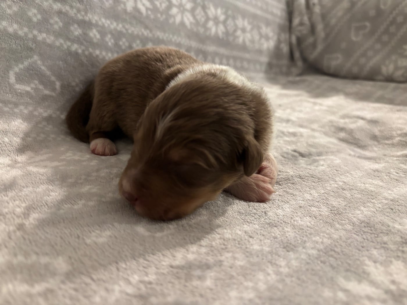 CHIOT 8