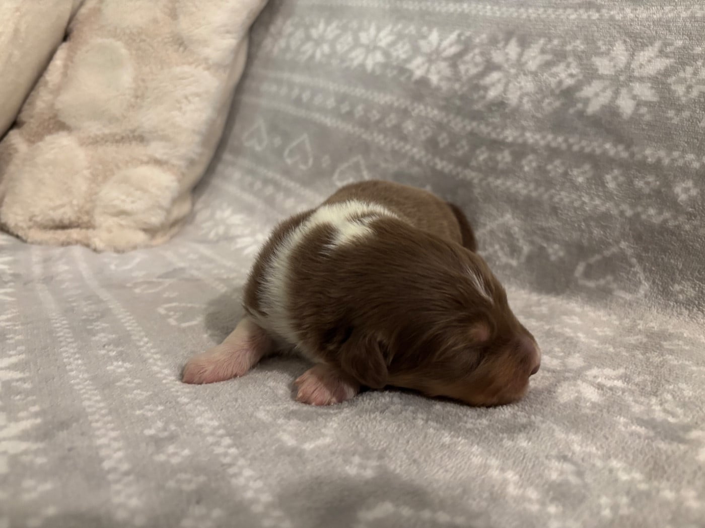CHIOT 8
