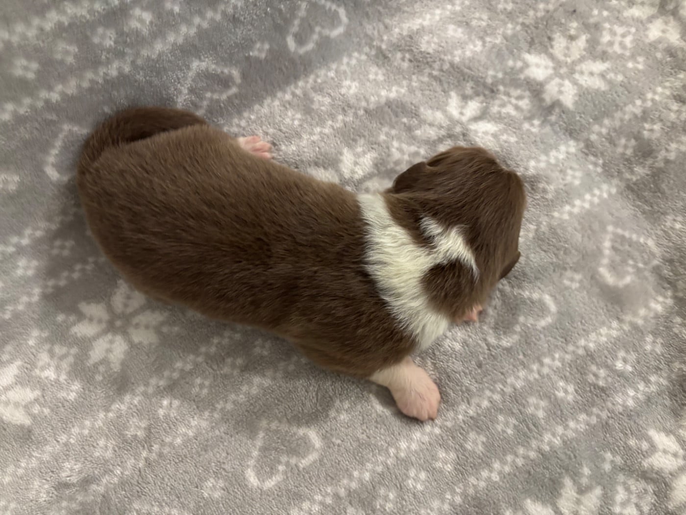 CHIOT 8