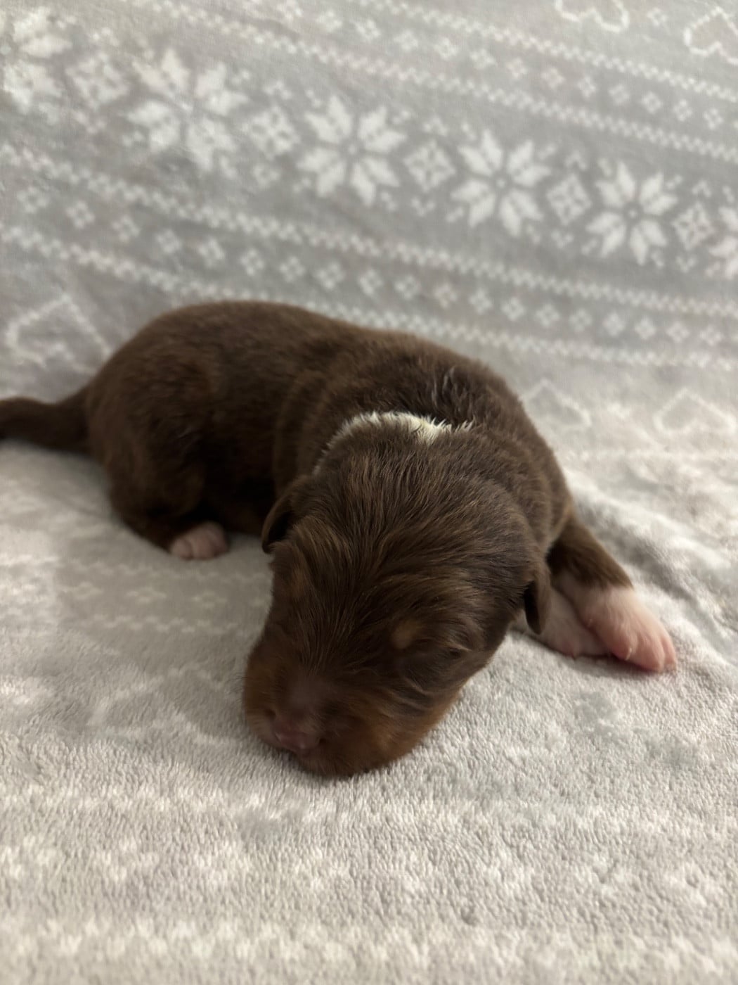 CHIOT 9