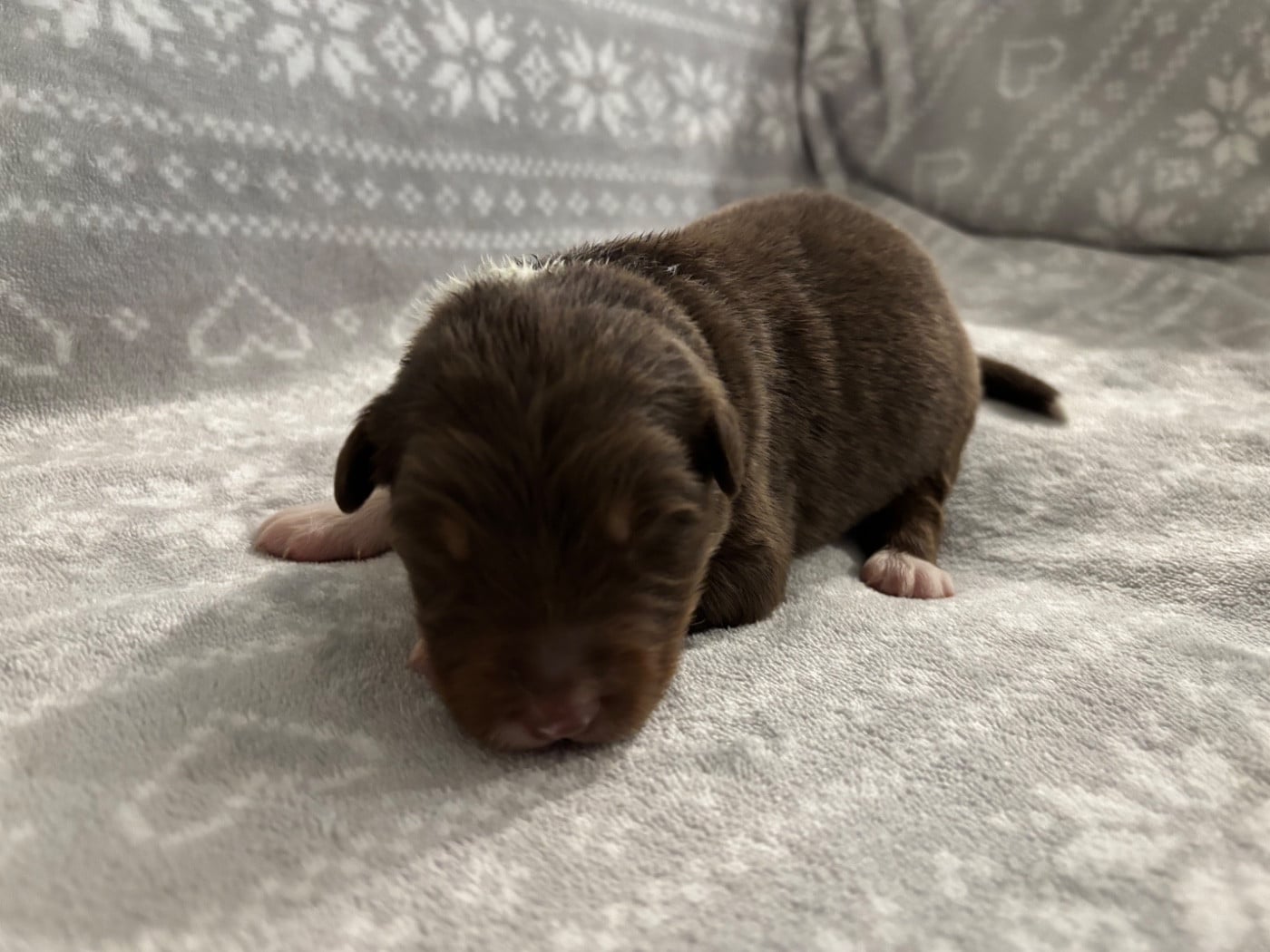 CHIOT 9