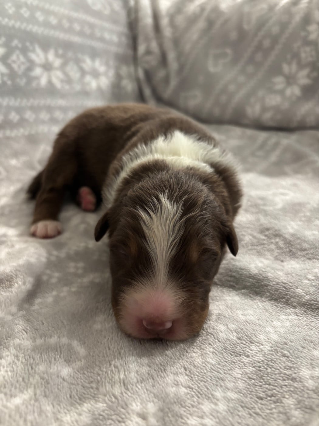 CHIOT 7