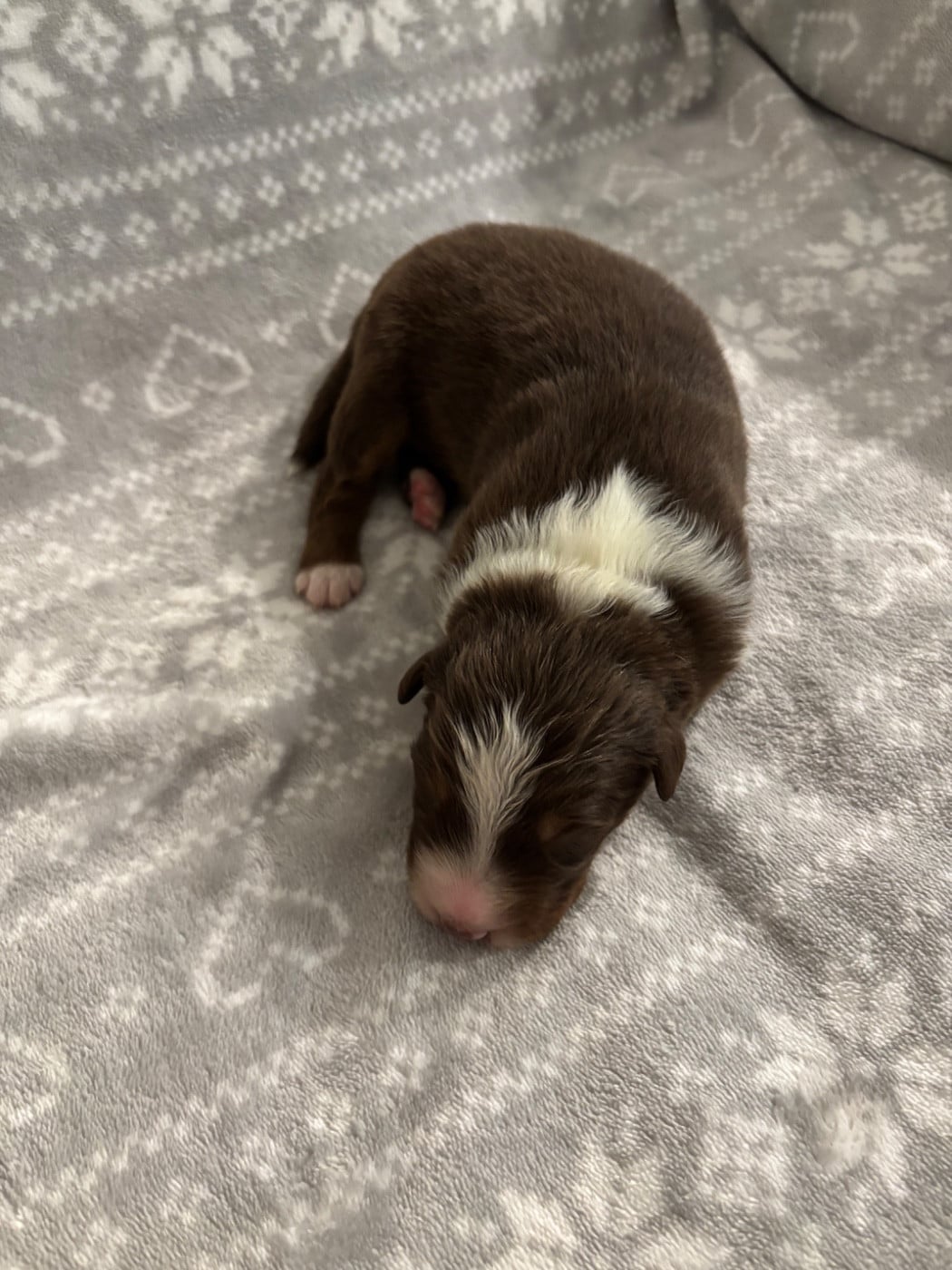 CHIOT 7