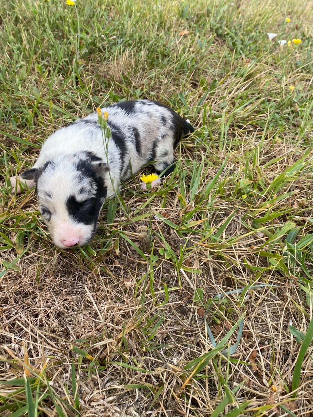 CHIOT 2