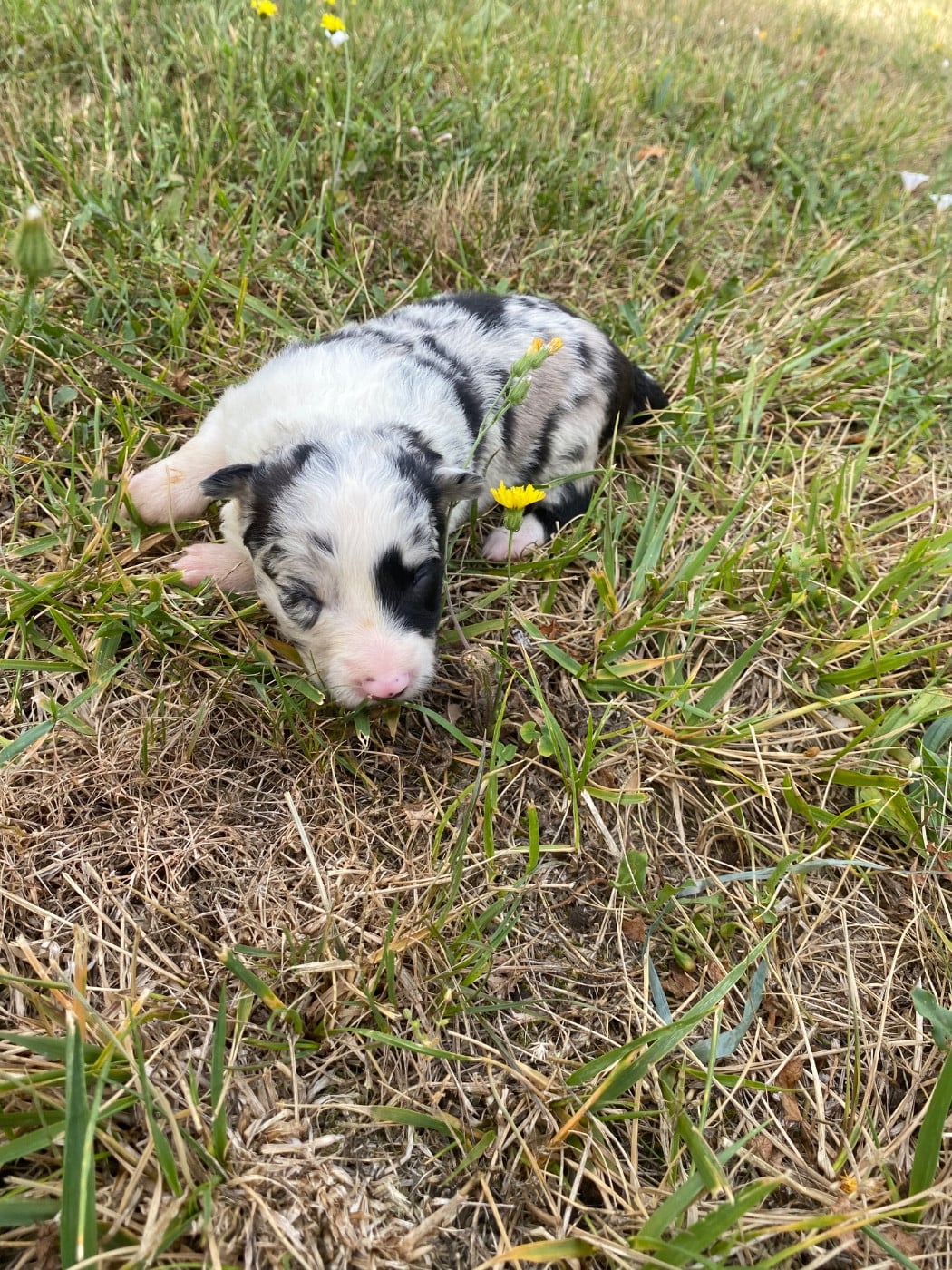 CHIOT 2