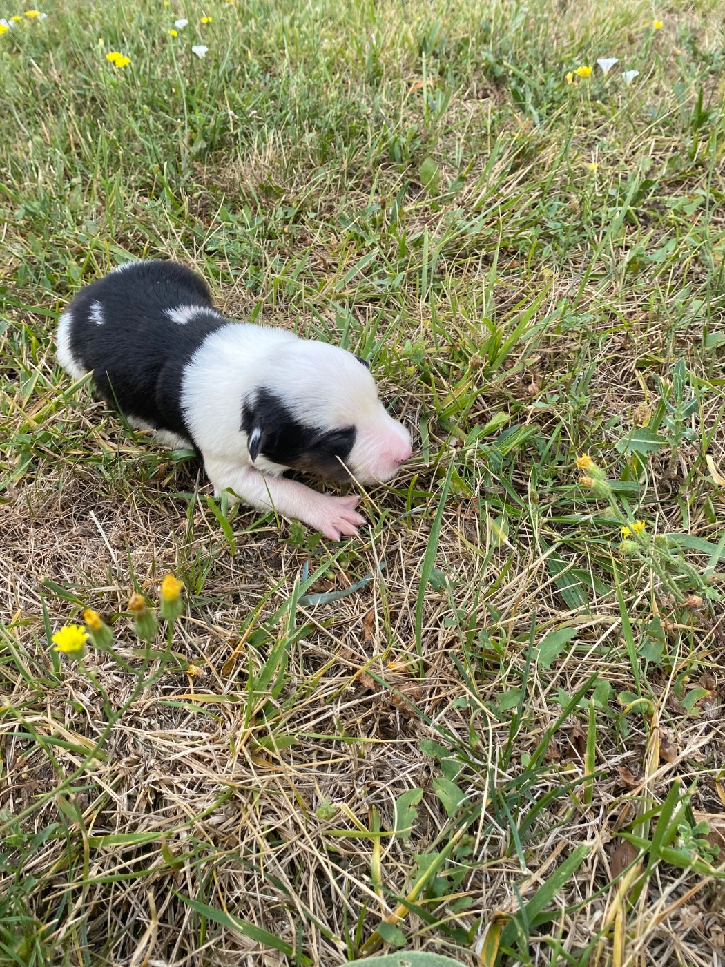CHIOT 1