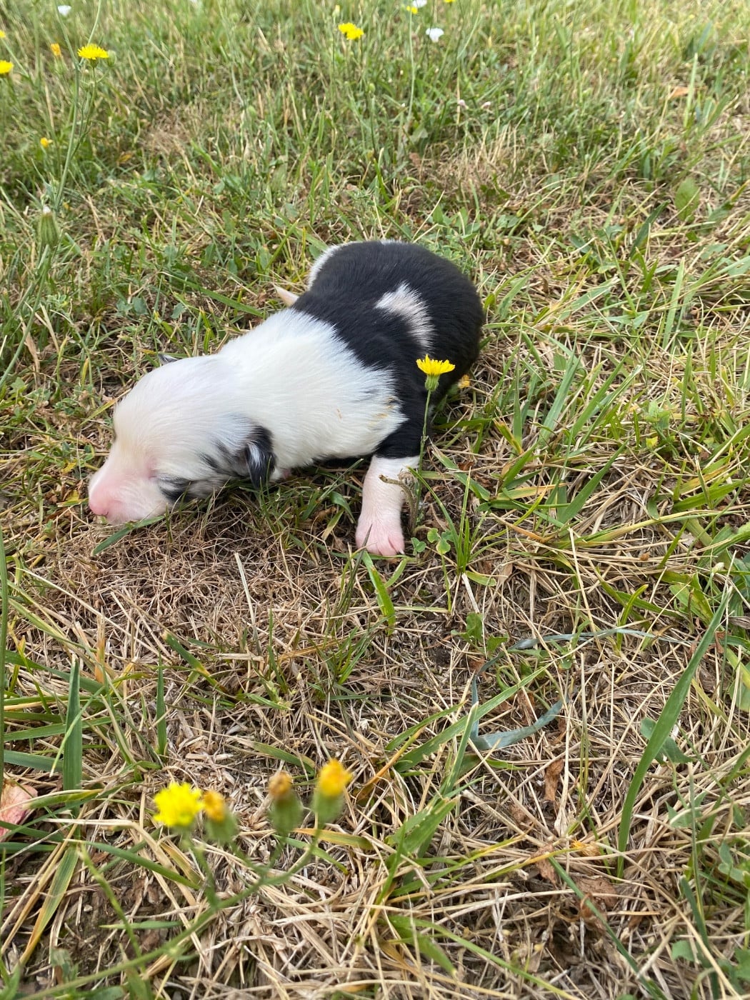 CHIOT 1