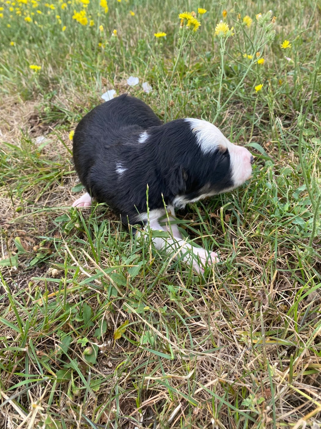 CHIOT 4
