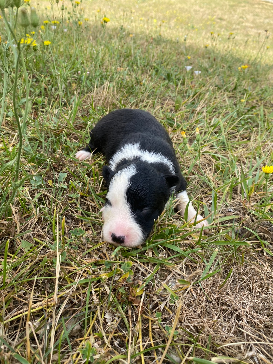 CHIOT 5 - Border Collie