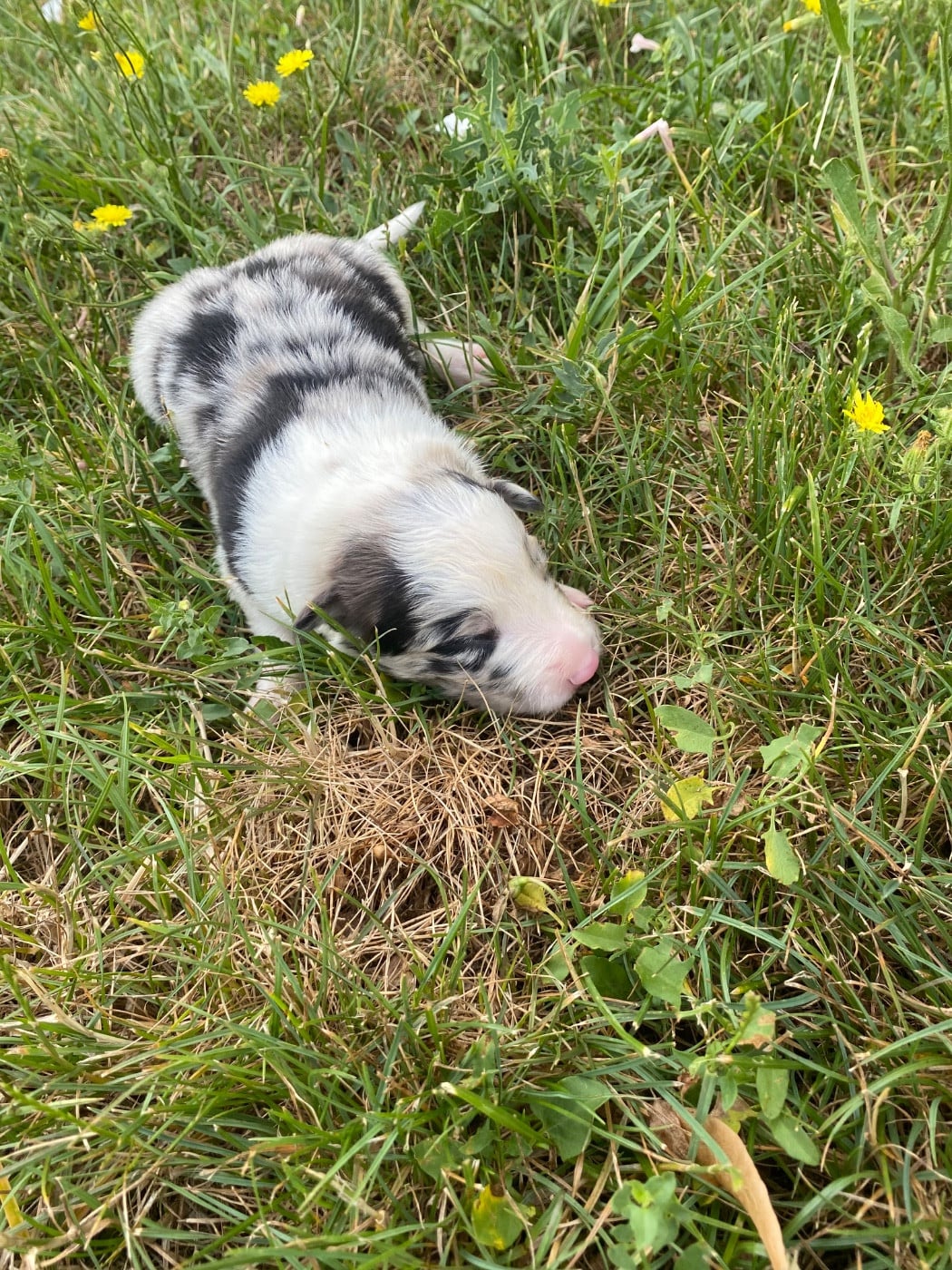 CHIOT 6