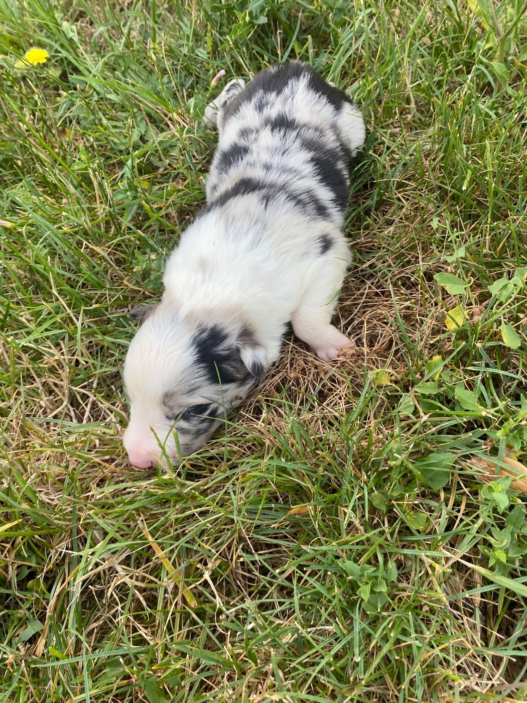 CHIOT 6