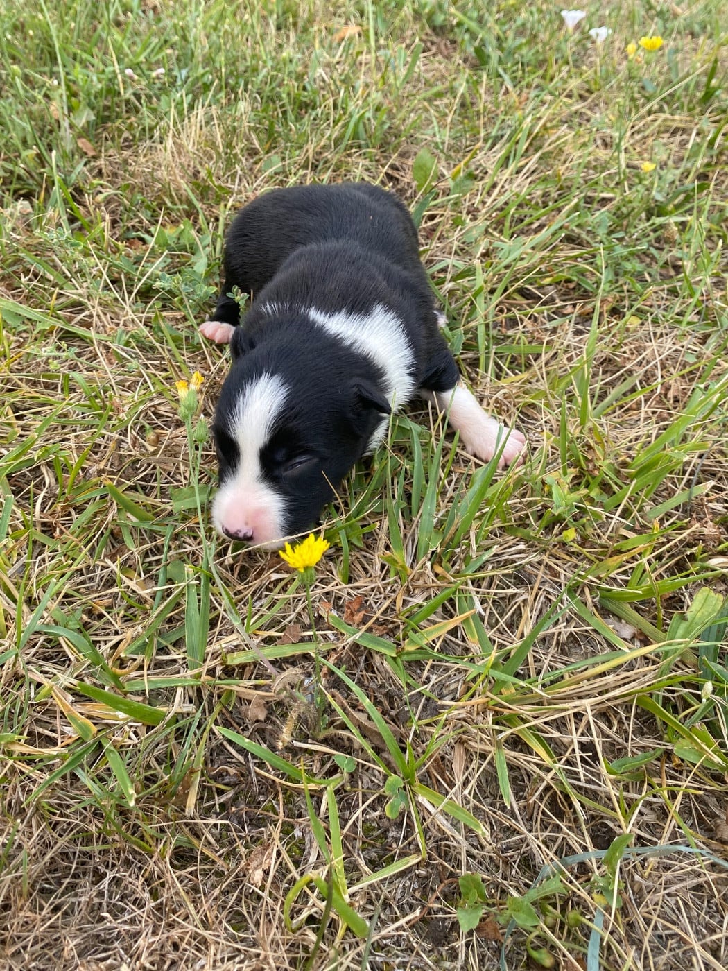 CHIOT 8 - Border Collie