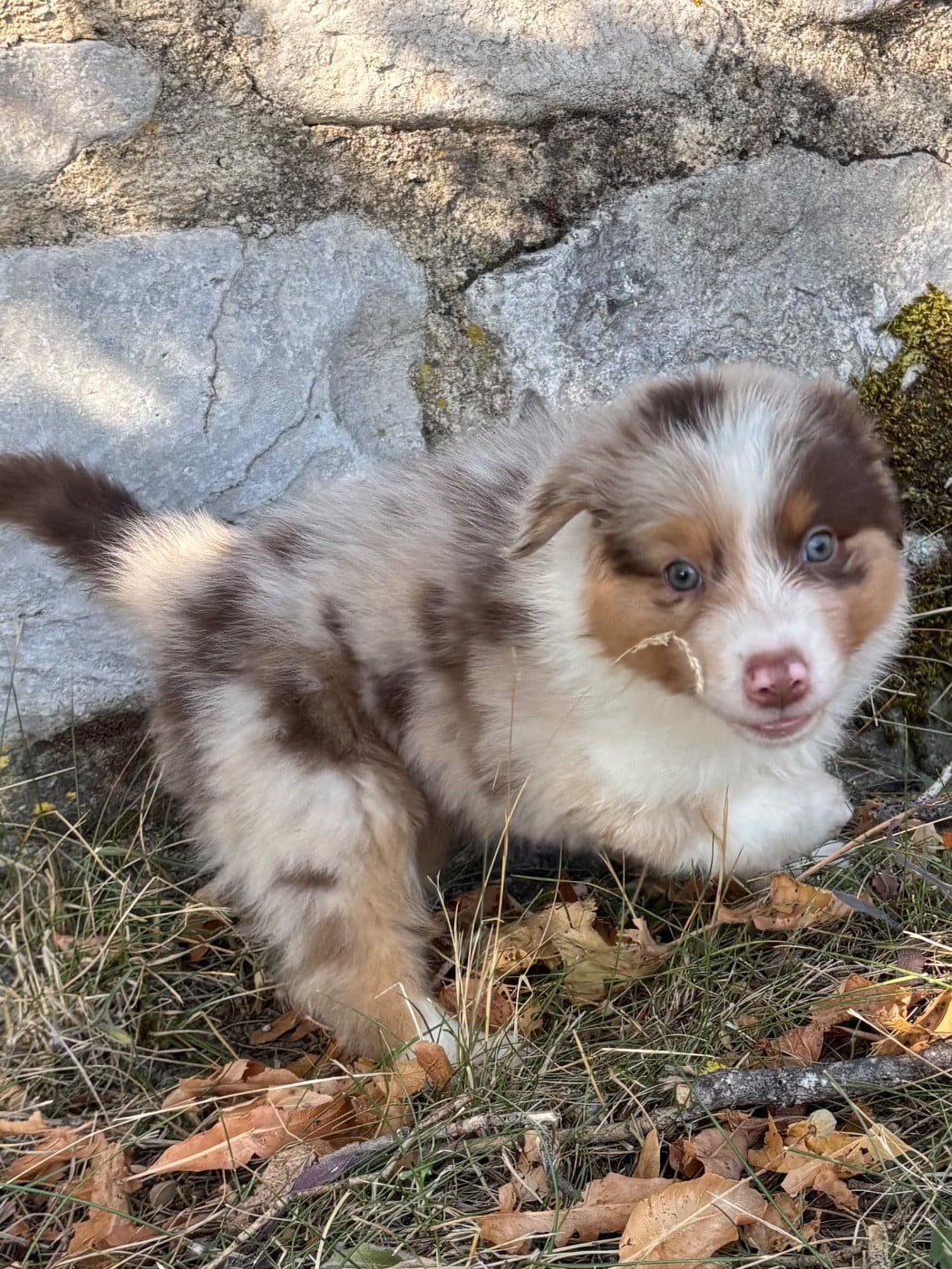 CHIOT 3